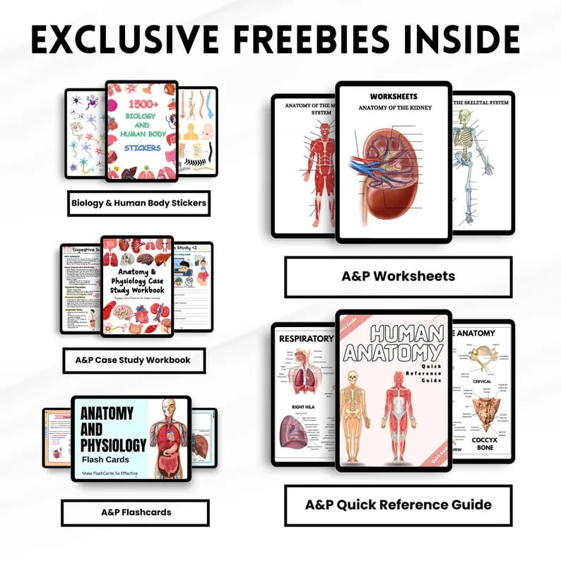 The free extras: 1500+ biology and human body stickers, A and P worksheets, case study workbook, flashcards and a quick reference guide
