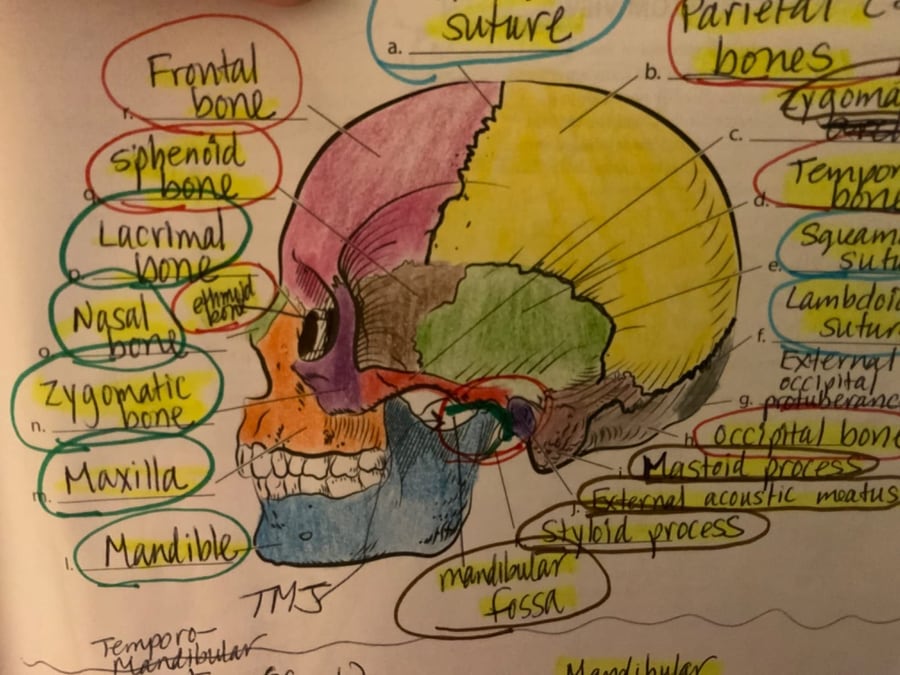A skull diagram printed and coloured by hand, with every bone labelled and highlighted