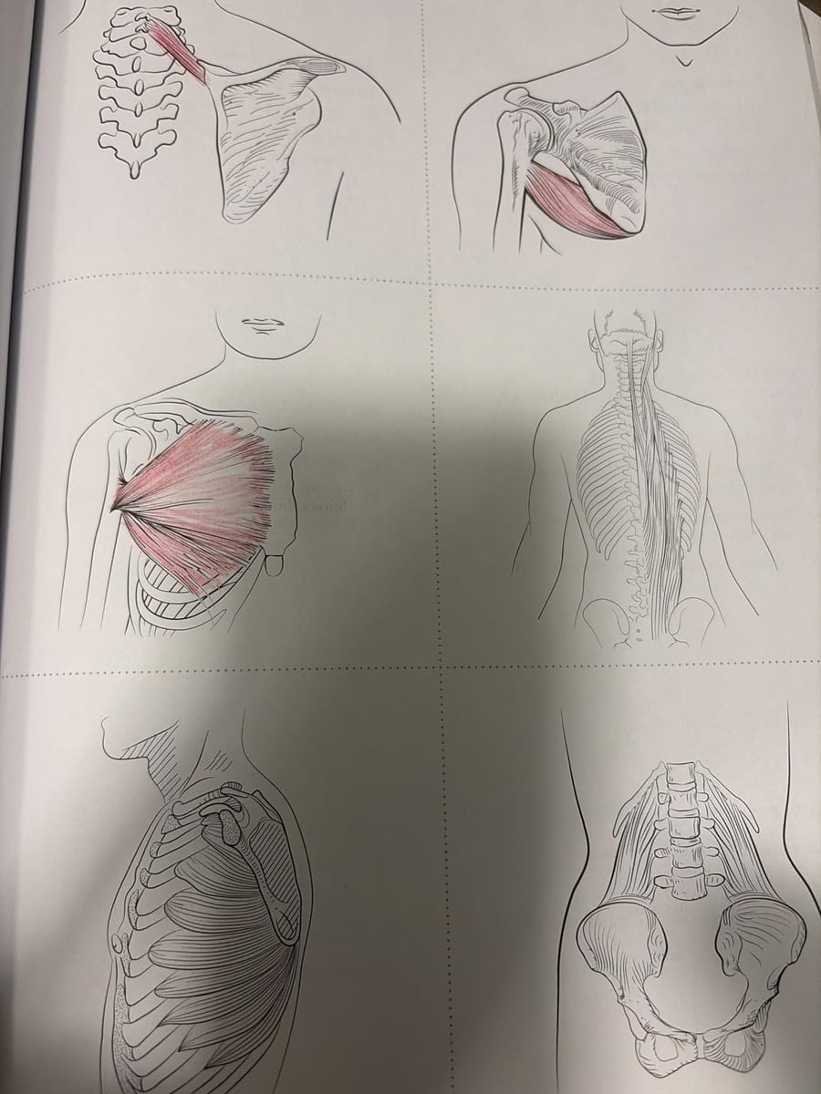 Printed muscle flashcard sheets with cut lines, partly coloured in red pencil
